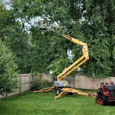 How Our Tree Care Process Works  in Homewood, IL